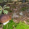 BOLETUS EDULIS